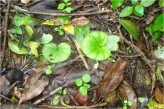 Nervilia plicata